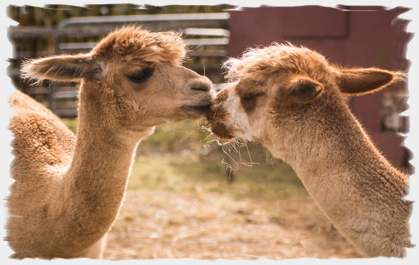 alpaca