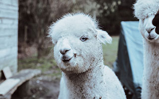 alpaca