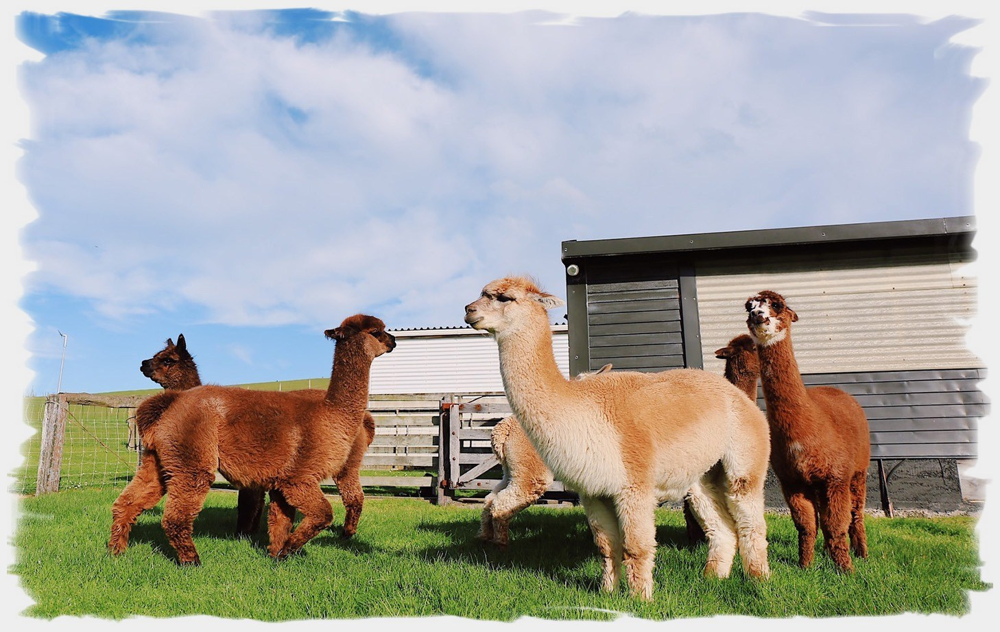 alpaca