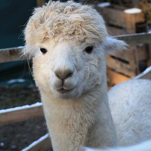alpaca