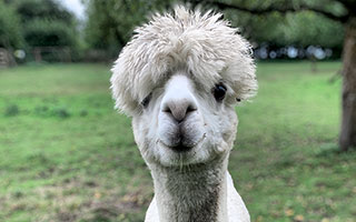 alpaca