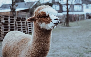 alpaca
