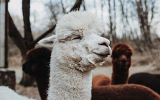 alpaca