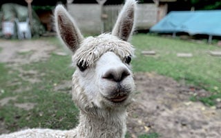 alpaca